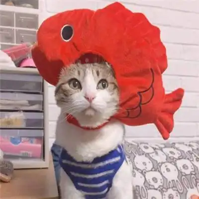 猫咪情侣头像一对两张有点搞笑的小猫咪  猫咪情侣头像一对两张有点搞笑的小猫咪