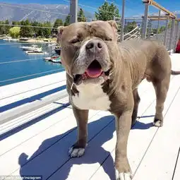  斗牛犬面露悲哀撅嘴卖萌走红网络