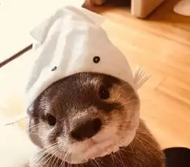 一只拥有各种帽子的小水獭,长得可爱就可以为所欲为  一只拥有各种帽子的小水獭,长得可爱就可以为所欲为