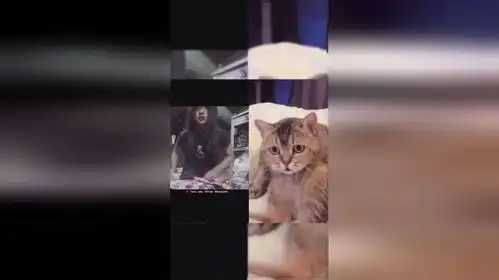  地球上所有雄性物种看到美女反应都是一样的搞笑猫咪