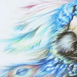  手绘彩铅练习孔雀的一堆毛
