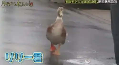 鸭子搞笑图片硬核