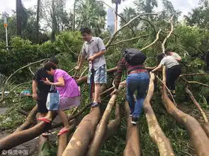  就算台风让整座城市颠倒,深圳人说我还是要去上班图说