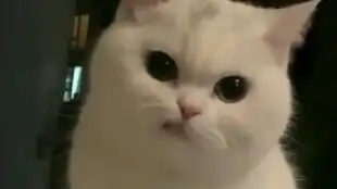  铁锤爱吃绿宝石