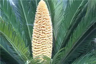 仁寿县宝飞镇养了12年的8盆铁树同时开花了 仁寿县宝飞镇养了12年的8盆铁树同时开花了