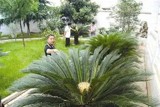 雌雄铁树同开花 雌雄铁树同开花