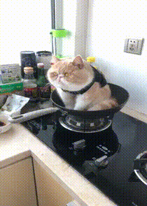哈士奇动态图片搞笑gif