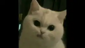  必剪新秀哔哩哔哩干杯bilibili
