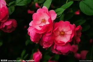  给这种花起什么好听的名字好呢