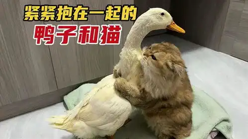  鸭子拼尽全力终于找到了猫,到底发生了什么事情搞笑又可爱
