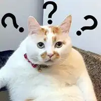 微信动物搞笑表情包