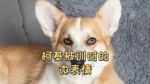  柯基被训时的微表情简直不要太逗