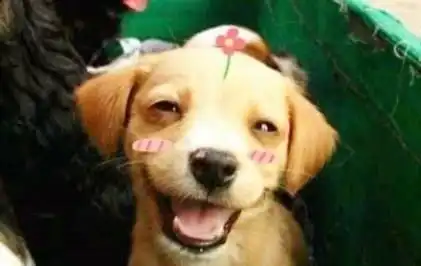 着急搞笑图片卷毛狗