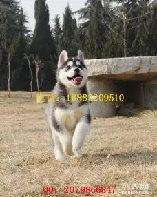  成都一只哈士奇犬要多少钱成都哈士奇市场价格成都哈士奇图片