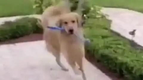  可爱搞笑的小鸭子视频