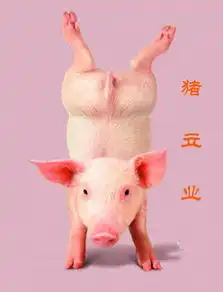  爆笑接龙憨气十足功夫超强小猪宣言组图