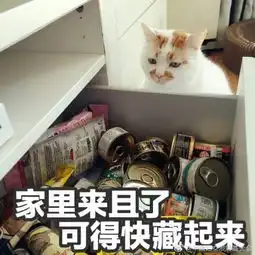  网红猫楼楼去世虽然你可能不知道这只猫叫什么名字,