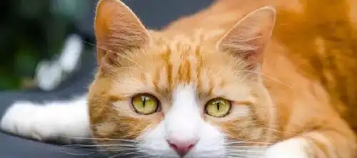 网友带橘猫去绝育,等半天护士却说做不了,主人一看尴尬又好笑