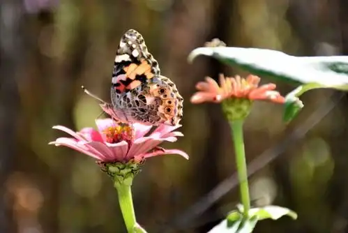 铁树开花图片搞笑铁树花