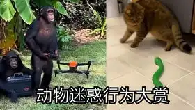  动物的迷惑行为第二期,逗大家一笑