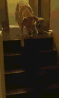  搞笑gif图集猫咪,你这弹跳力也太差了