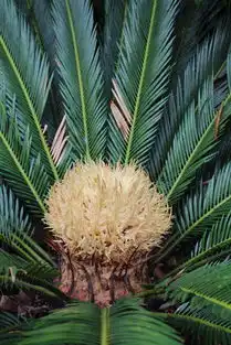 女命铁树开花的意思 女命铁树开花的意思