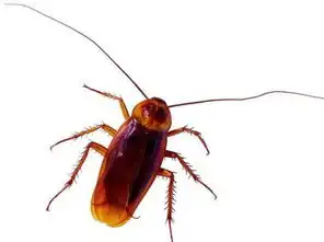 蟑螂长什么样图片  蟑螂长什么样图片