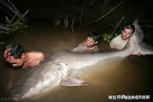  鲶鱼居然学起了鳄鱼躲在水里猎杀鸽子,鸽子避让不及当场丧命