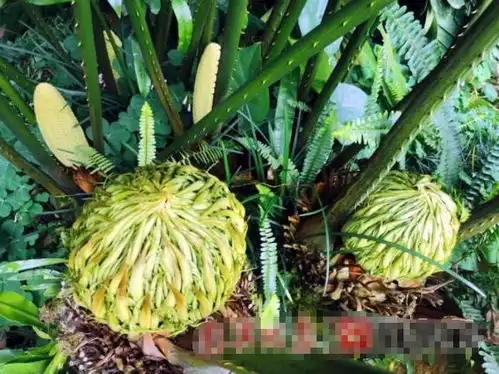  南宁的千年铁树开花了如此奇景,你可千万别错过了