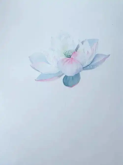  彩铅荷花怎么画彩铅和水彩一起画荷花