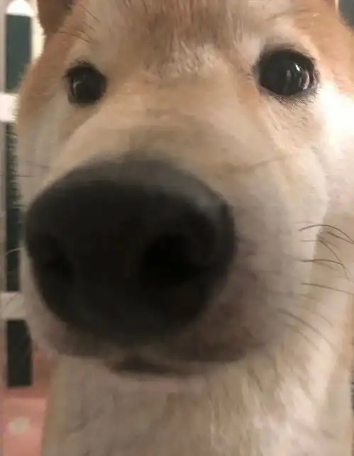  搞怪系头像狗狗好可爱