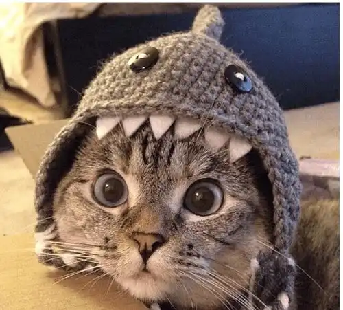 叫我爷爷照顾猫咪,结果我家的猫变成了这样,很搞笑了  叫我爷爷照顾猫咪,结果我家的猫变成了这样,很搞笑了