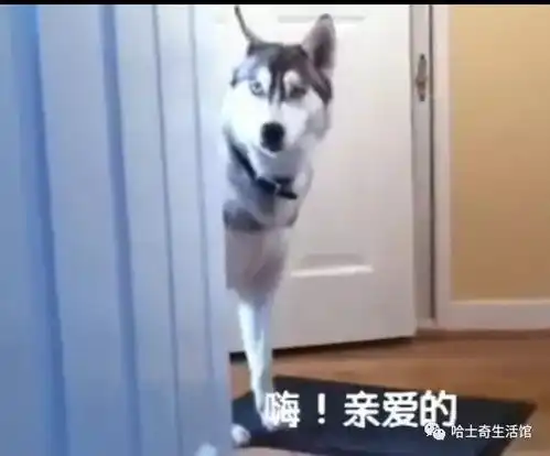  二哈回到家后看见家里有别的狗后的爆笑反应