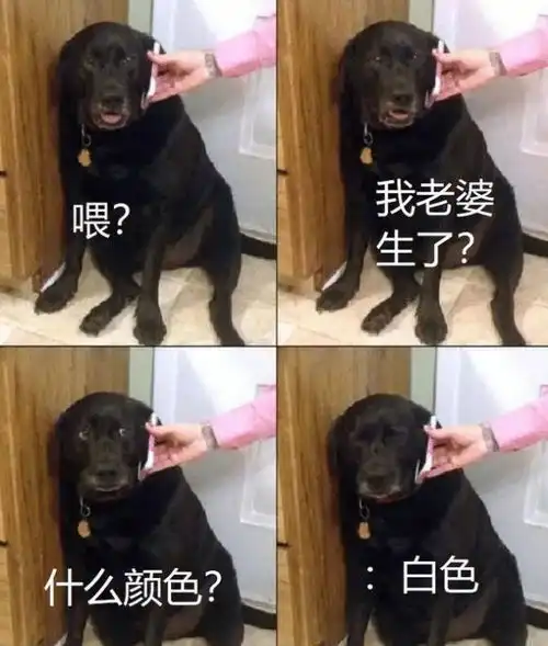  让人笑出土拨鼠尖叫的幽默搞笑图片,赶走无聊呀