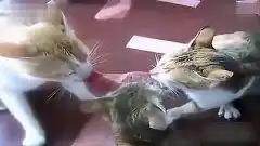  爆笑三只猫抢肉僵持不下6月21日