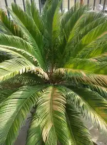  您好我发的铁树照片发给你们帮我看看是什么原因