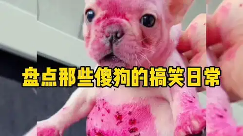  盘点那些傻狗的搞笑日常,哈士奇为什么不能当警犬