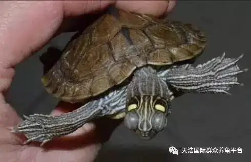  别说山竹疯狂,先看看你的龟龟还健康的活着吗新手学堂台风版