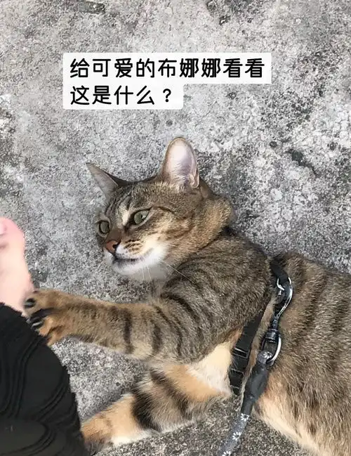  啊哈哈哈