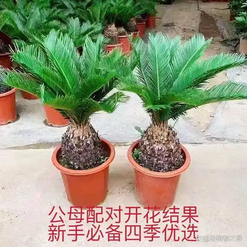  铁树多久开一次花揭秘铁树开花的周期与养护要点