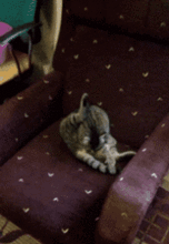  宠物gif图非常难得的哈士奇下水四连拍,表情很到位