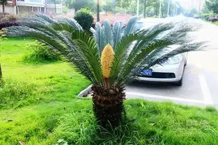  铁树开花好不好铁树图片欣赏