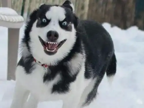  轻松一下宠物搞笑图片大赏