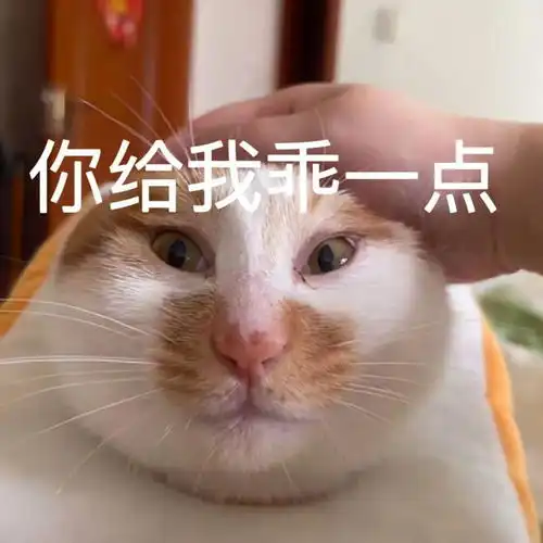  喵表情包对你微笑,纯属礼貌