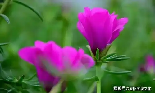  非常经典的句子人无完人,缺憾是人生的常态