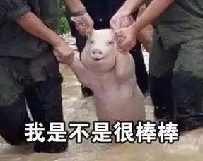 救灾中的微笑猪你们救我难道是为了表情包
