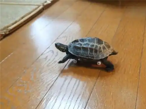  日本网友家的乌龟竟学会了玩滑板还总喜欢撞猫