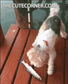 狗的搞笑图片gif搞笑gif