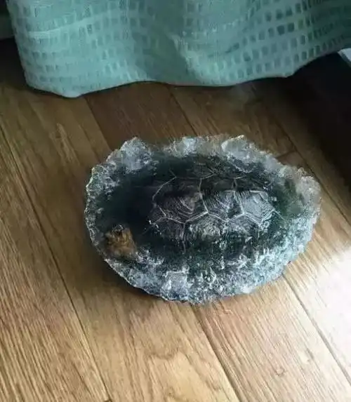  床生病了,我要照顾它