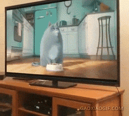 猫gif搞笑图片猫和老鼠
